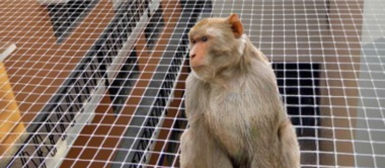 Monkey Protection Nets